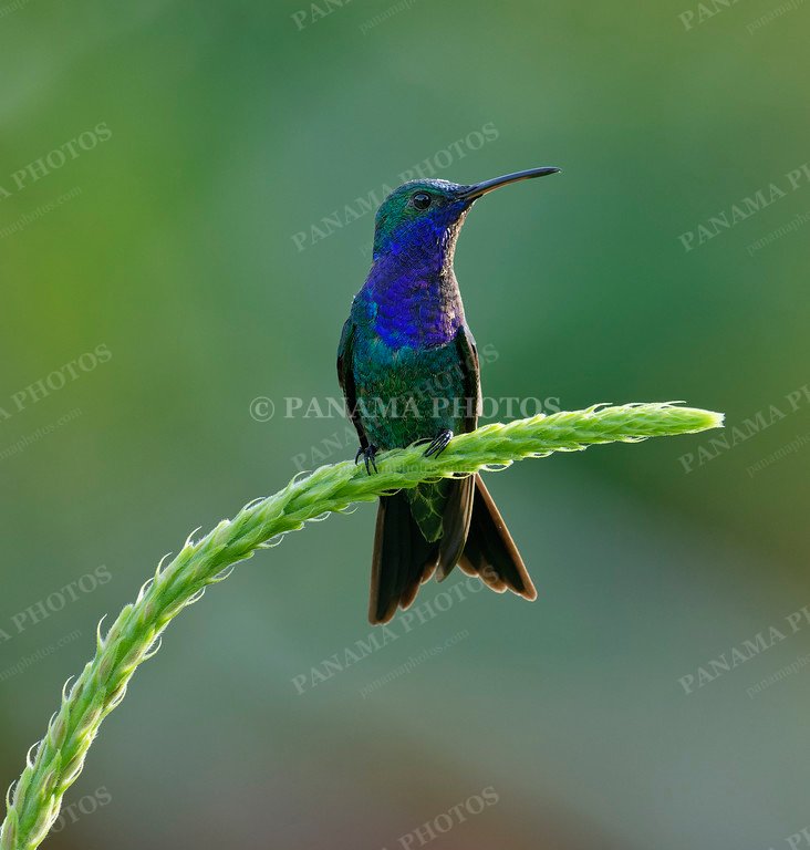 Hummingbirds | Panama Photos
